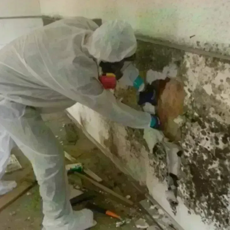 Mold Remediation and Removal in Oakland, TN